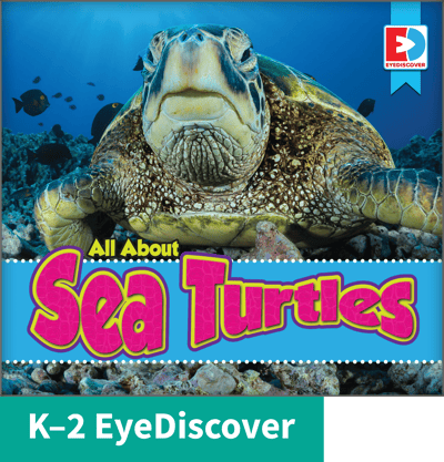 featured-sea turtles-2